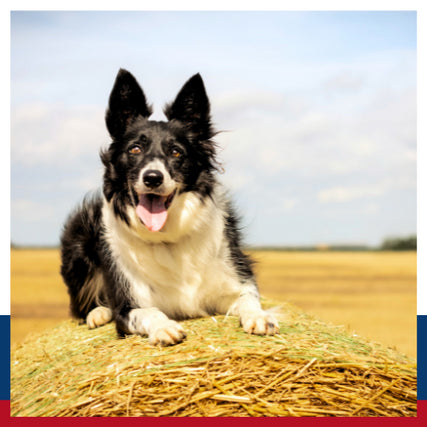 Pet Food & SuppliesDog on hay bale