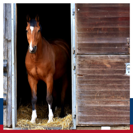 Horse Feed & SuppliesHorse in stall