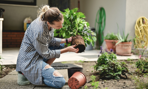 Woman putting plant in ground