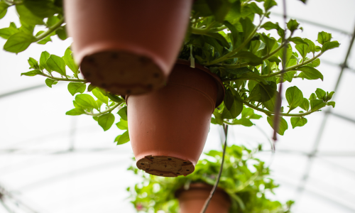 Hanging basket plants