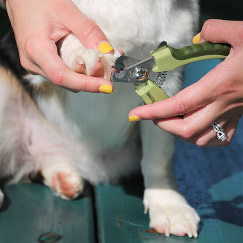 Coastal Pet Products Safari Professional Dog Nail Trimmer (Standard)